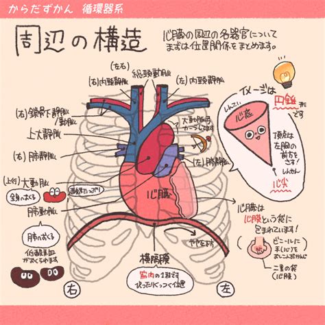 心底 位置|心臓の解剖学的位置 